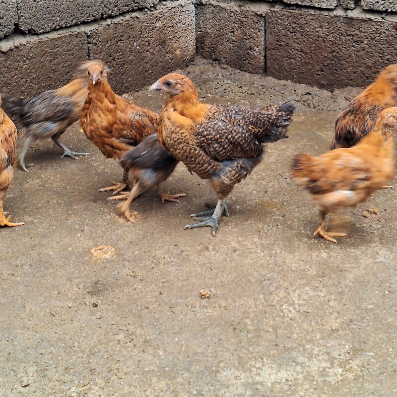 جوجه مرغ محلی  (هزینه ارسال با مشتری عزیز)