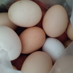 تخم مرغ محلی بسته 10 عددی