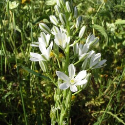 پیاز گیاه زیبا و تزئینی شیر مرغ یا علف تگرگی، ornithogalum بسته 5 عددی، 90 هزار تومان