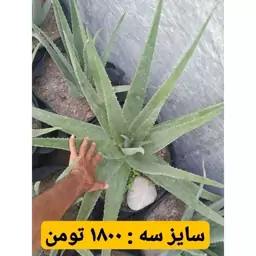 آلوئه ورا بالغ