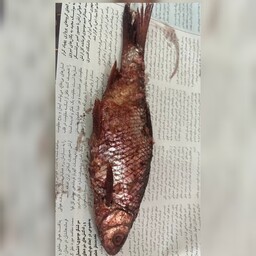 ماهی کولی کولمه شور    وزن  80 گرم 