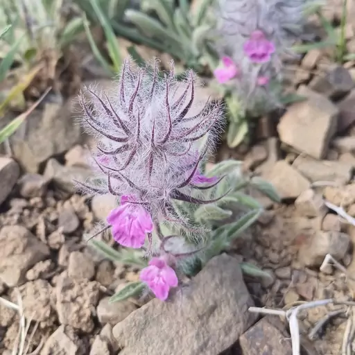 چایی کوهی 100 گرم