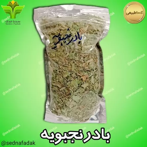 گیاه بادرنجبویه 