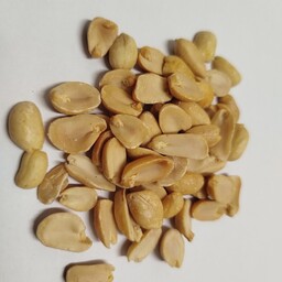 بادام زمینی هندی مخصوص کره گیری 25 کیلویی(فروش عمده)