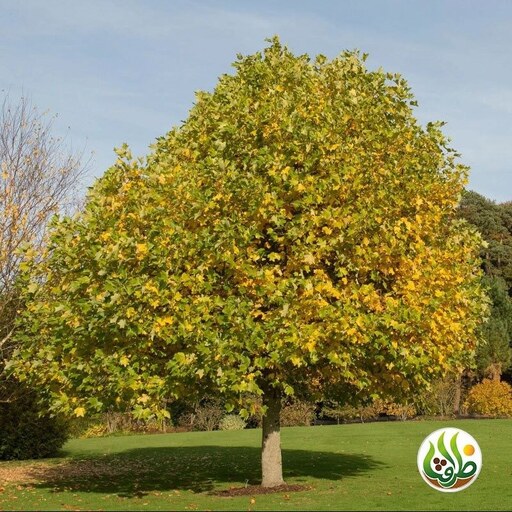 بذر کمیاب لاله درختی آمریکایی