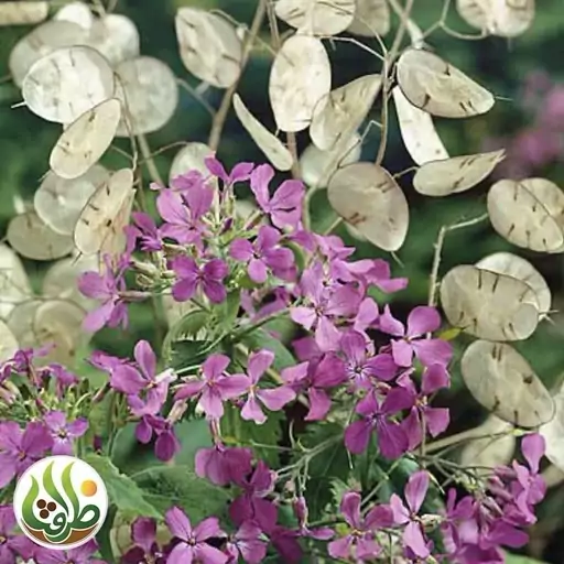 بذر کمیاب گل سکه ای ( پول چینی )