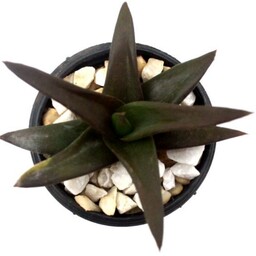 گیاه کمیاب آلوورا بلک جم یا جواهر سیاه تغییر رنگ دهنده گلدان مینی کوچک