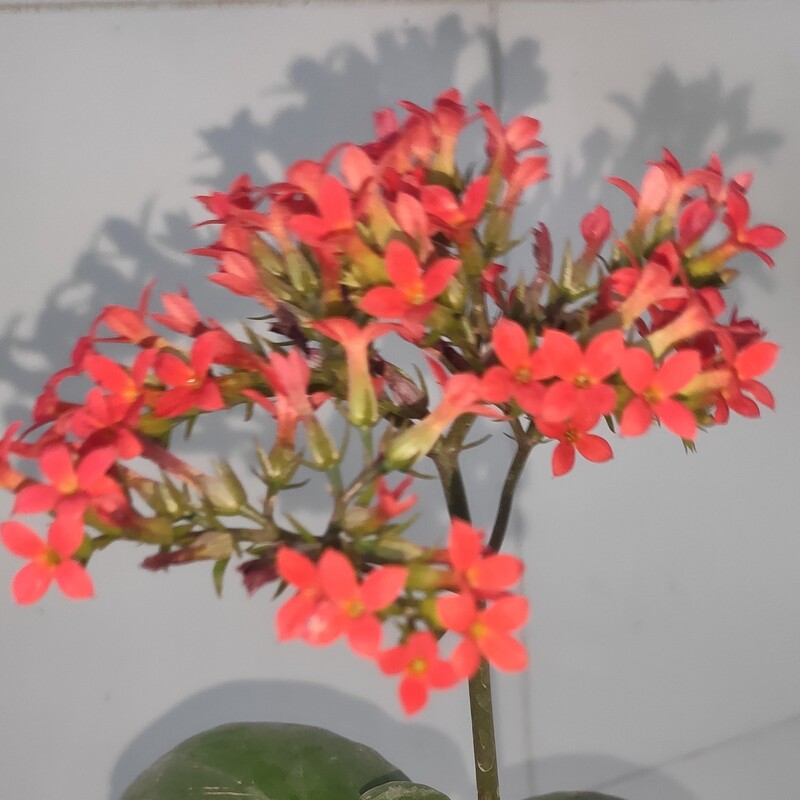 گلدان گیاه برگ قاشقی یا کالانکوئه دائمی چند شاخه گل قرمز