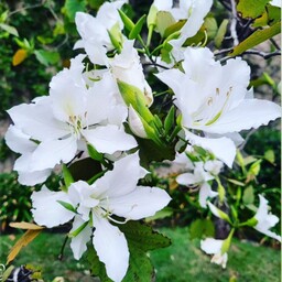 بذر درخت ارکیده بائوهینیا آلبا سفید معطر  ارکیده هنگ کنگ درخت گل  معروف به آبنوس کوهی سفید و بائوهینیا بودایی