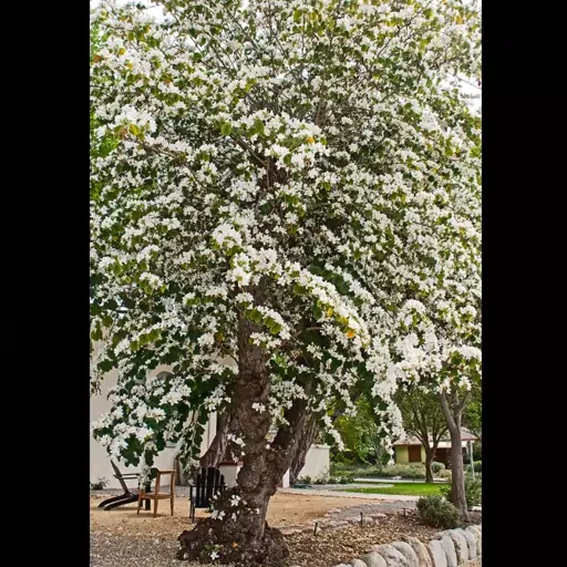 بذر درخت ارکیده بائوهینیا آلبا سفید معطر  ارکیده هنگ کنگ درخت گل  معروف به آبنوس کوهی سفید و بائوهینیا بودایی