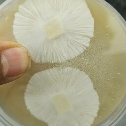 پلیت قارچ یال شیر یا هریسیوم Lions mane mushroom strain 