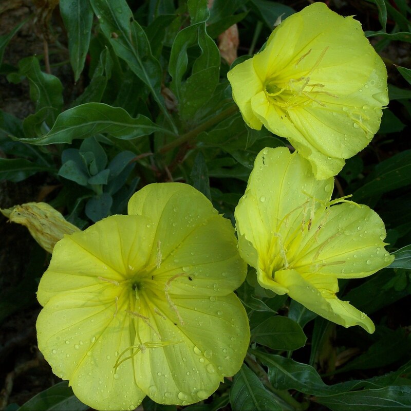 بذر گل مغربی زرد 1 گرم 