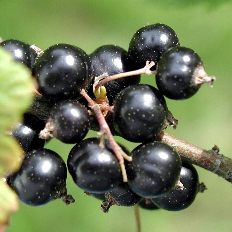بذر انگور فرنگی سیاه (بلک کارنت) 10 عددی 