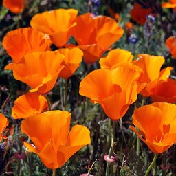 بذر گل شقایق کالیفرنیا نارنجی 1 گرم 