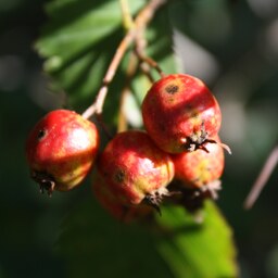 بذر زالزالک چینی 5 عددی