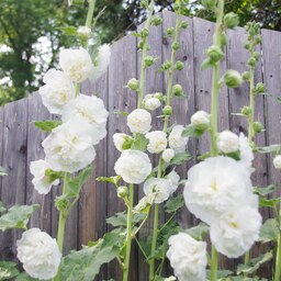 بذر گل ختمی پابلند سفید پرپر 1 گرم 