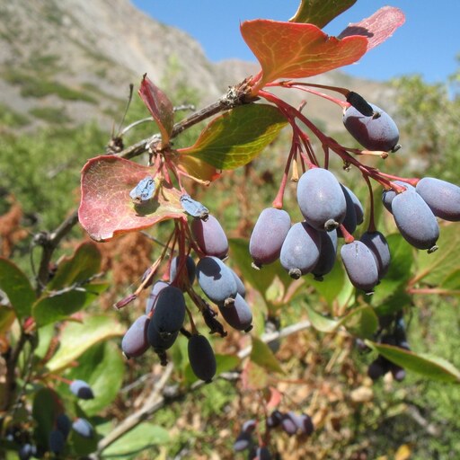 بذر زرشک وحشی 1 گرم 