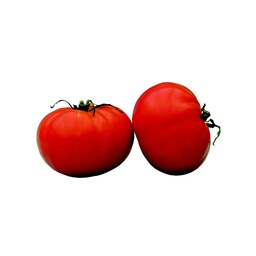 بذر گوجه فرنگی قرمز درشت توندو 20 عددی 
