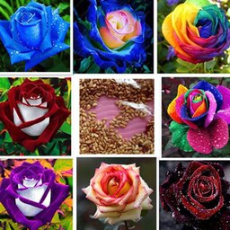 بذر گل رز 11 رنگ میکس 20 عددی 