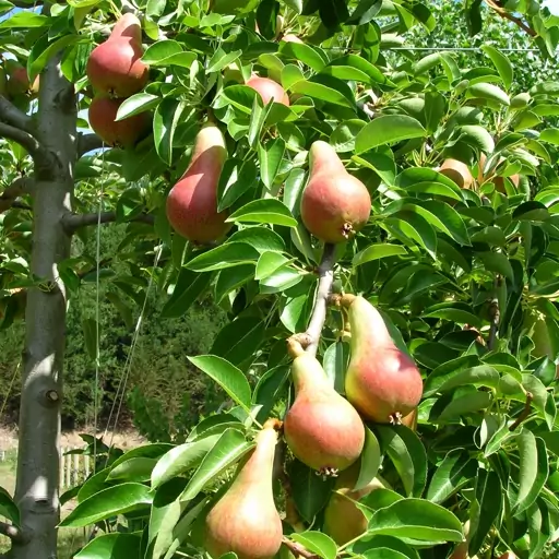 بذر درخت گلابی درگزی 10 عددی 