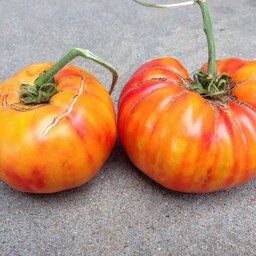 بذر گوجه فرنگی آناناسی 20 عددی 