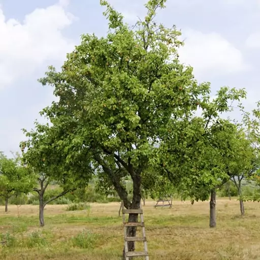 بذر درخت گلابی درگزی 10 عددی 