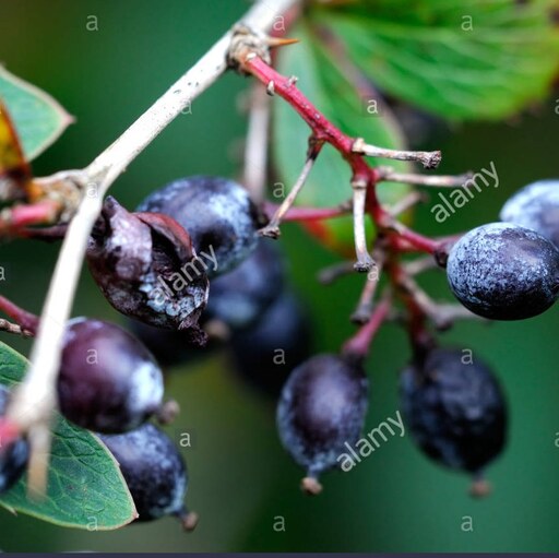 بذر زرشک سیاه 10 عددی 