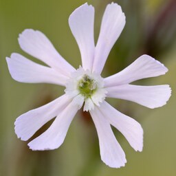 بذر گل سیلن سفید (قلیونک) 100 عددی 
