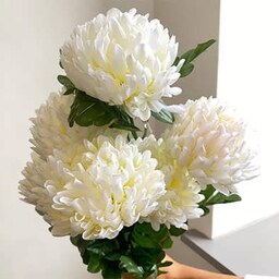 بذر گل داوودی سفید 50 عددی 