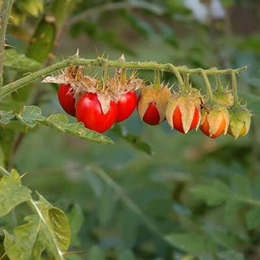 بذر گل سولانوم قرمز 50 عددی 