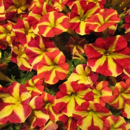 بذر گل اطلسی ستاره ای قرمز و زرد 100 عددی 