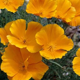 بذر گل شقایق کالیفرنیایی زرد 250 عددی 