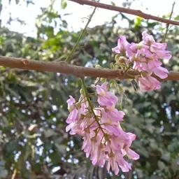 بذر درخت مرگ موش5 عددی 