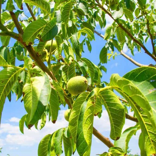 بذر گردو تویسرکان 3 عددی 