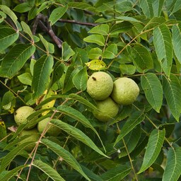 بذر گردو تویسرکان 3 عددی 