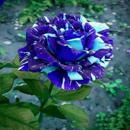 بذر گل رز اژدهای آبی 5 عددی 