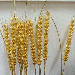 گل گندمی طلایی و نقره ای 
