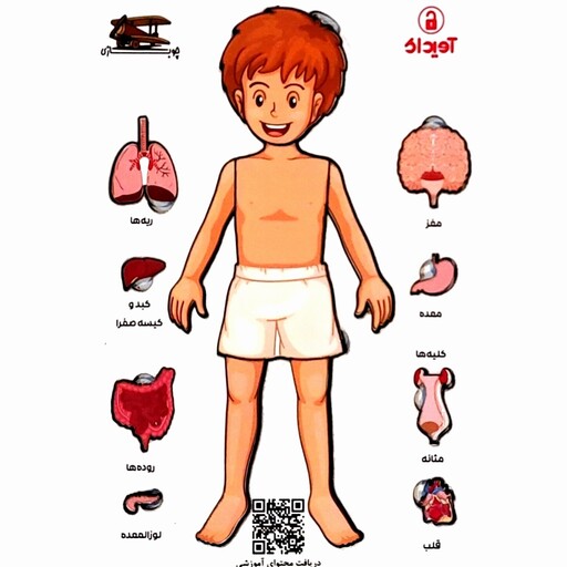  پازل چوبی آناتومی بدن انسان مدل استیم ( بازی آموزشی علوم و زیست شناسی کودک)