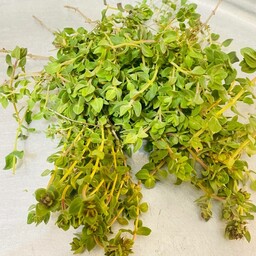 کاکوتی یا کهلیک اوتی خشک تازه محصول امسال با عطر خاص از کوههای آذربایجان 