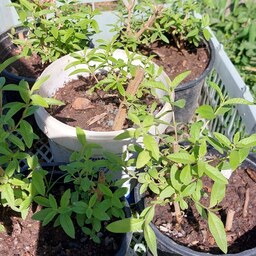 گلدان به لیمو گیاهی بسیار معطر و مفید قابل نگهداری در فضای باز و پشت پنجره 