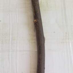 چوب بلوط(600گرمی)
