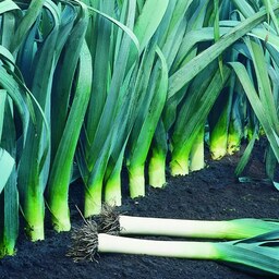 بذر گیاه و سبزی تره فرنگی - Leek Herb Seed