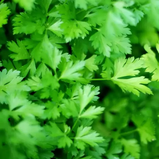 بذر گیاه و سبزی جعفری - Parsley Herb Seed