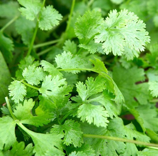 بذر گیاه و سبزی گشنیز - Coriander Herb Seed