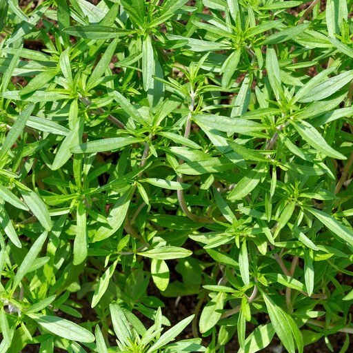 بذر گیاه و سبزی مرزه - Savory Herb Seed