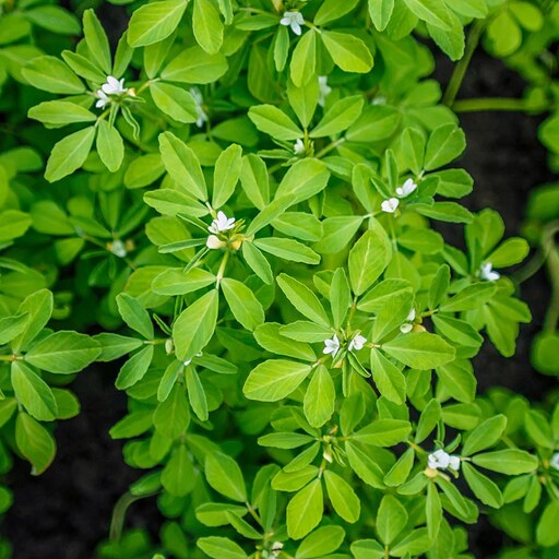 بذر گیاه و سبزی شنبلیله - Fenugreek Herb Seed