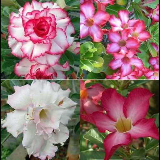 بذر گیاه آدنیوم آبسوم یا رز صحرای میکس یا الوان - Adenium Obesum