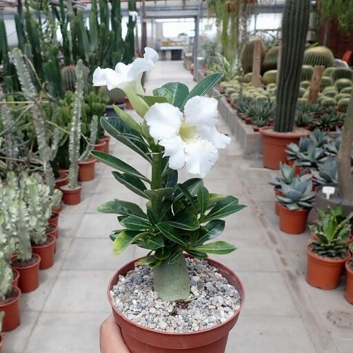 بذر گیاه آدنیوم آبسوم یا رز صحرا - سفید - Adenium Obesum