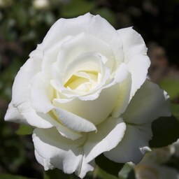 بذر گل رز  سفید - White Yellow Rose