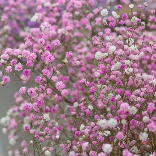 بذر گل ژیپسوفیلیا یا گل عروس صورتی - Pink Gypsophila Seed